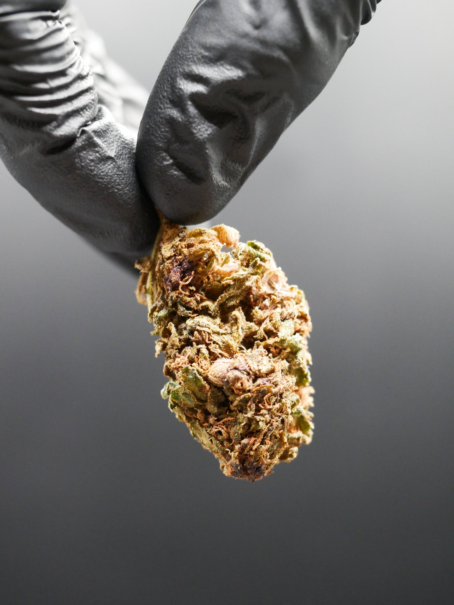 Purple ( Fleur Glass house)