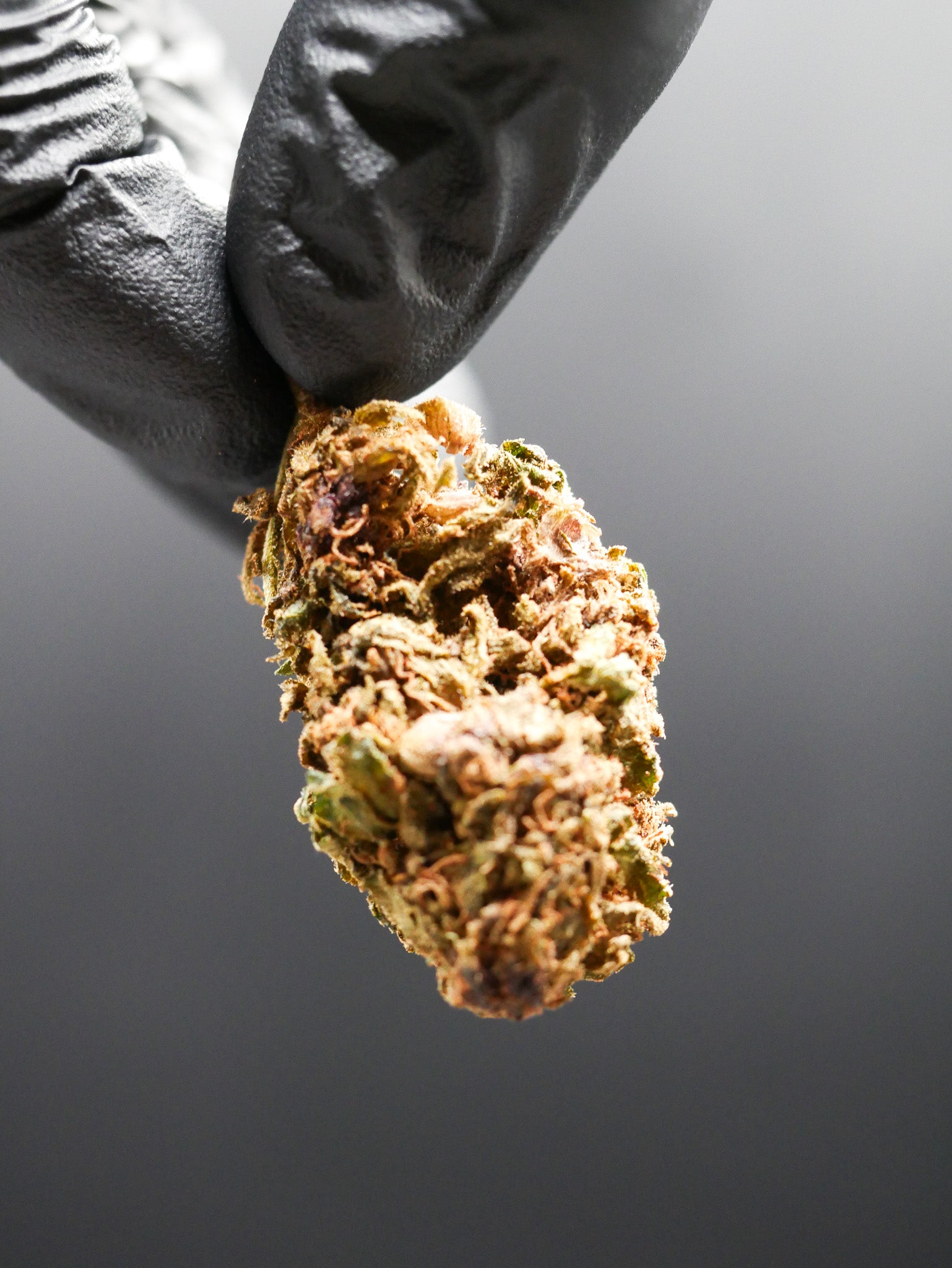 Purple ( Fleur Glass house)