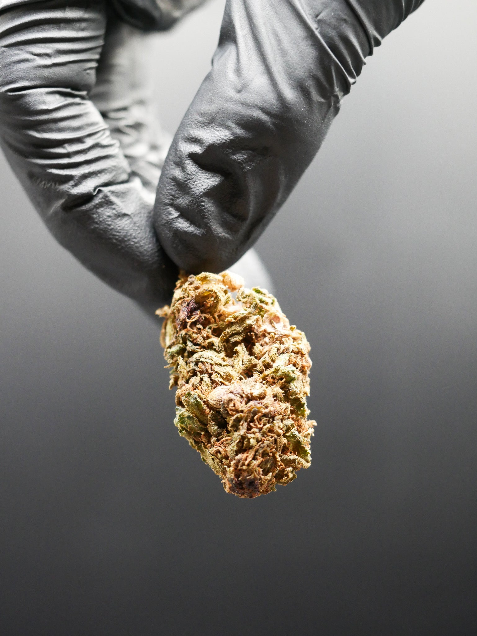 Purple ( Fleur Glass house)