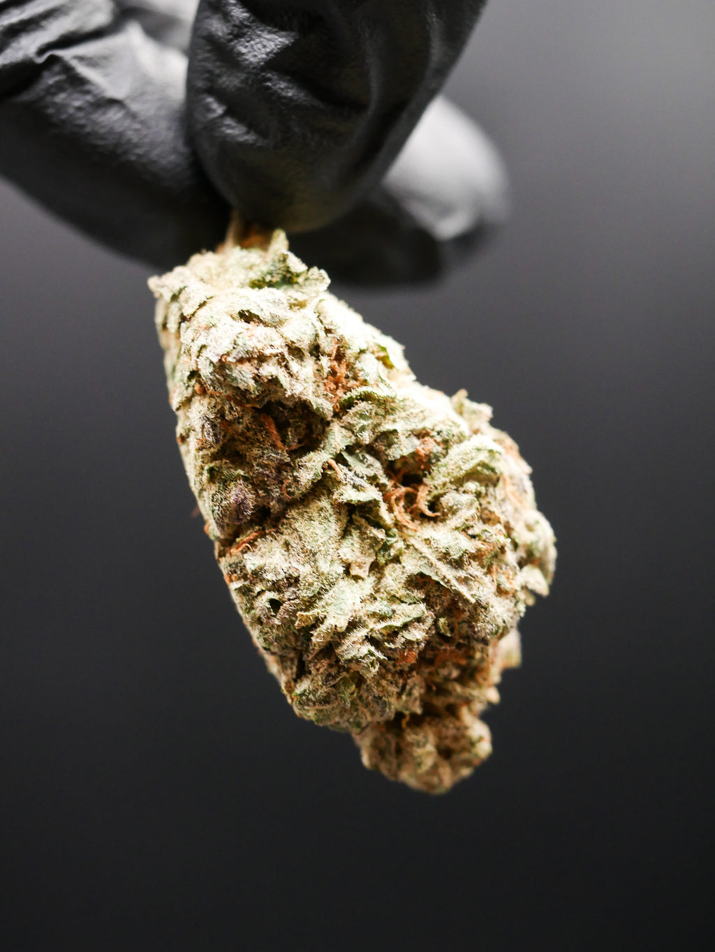 Amnesia haze (fleur Indoor)