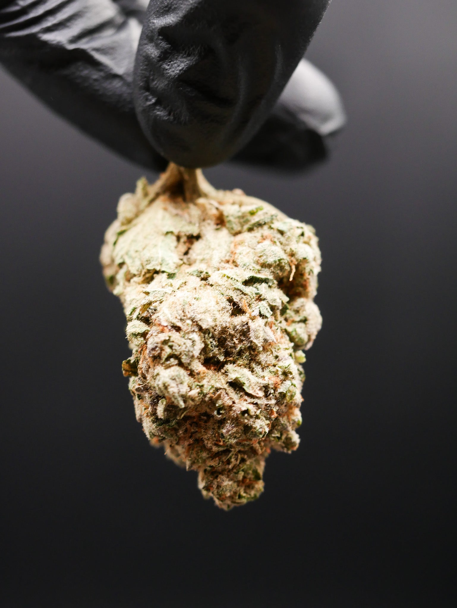 Amnesia haze (fleur Indoor)