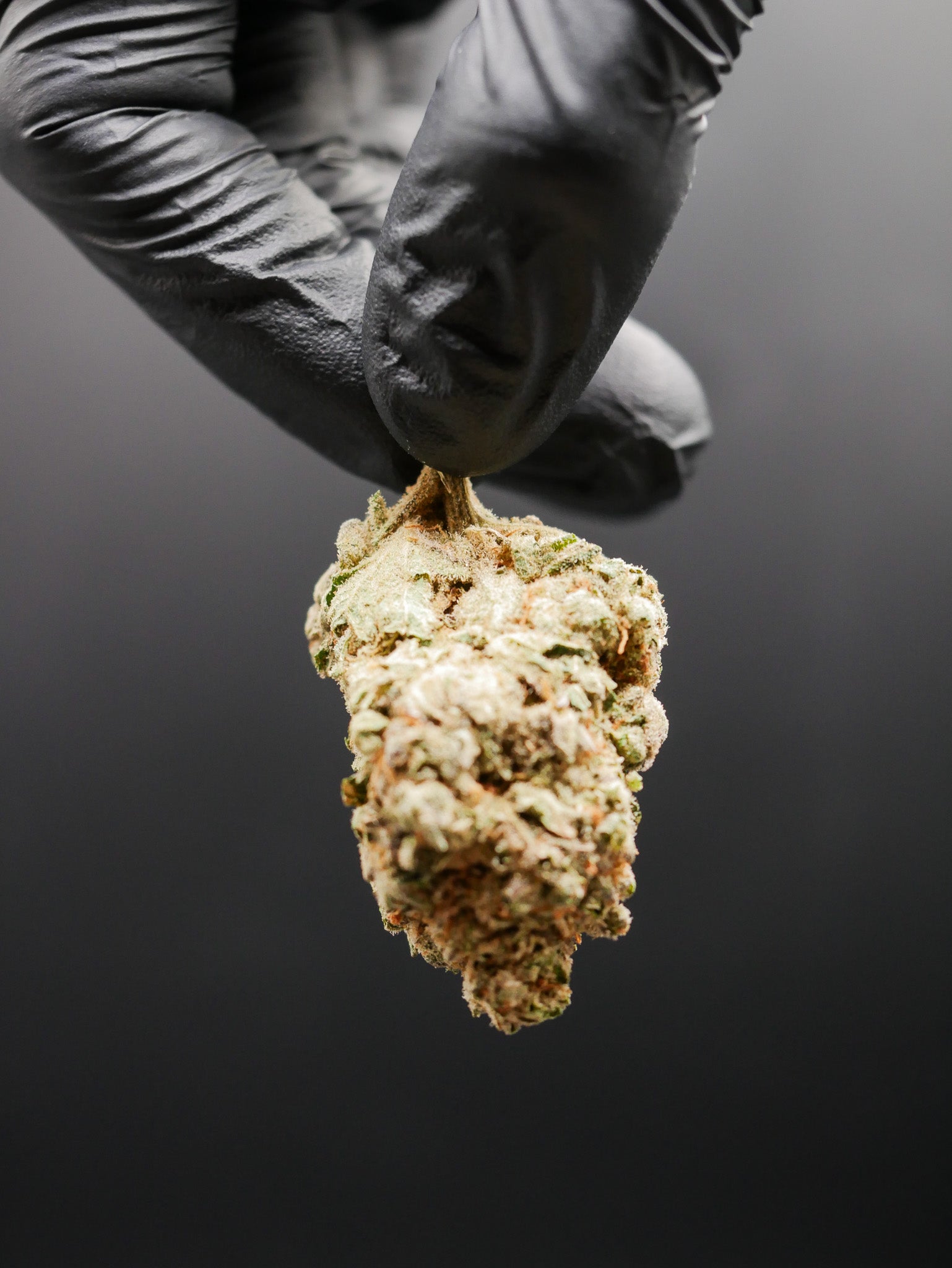 Amnesia haze (fleur Indoor)