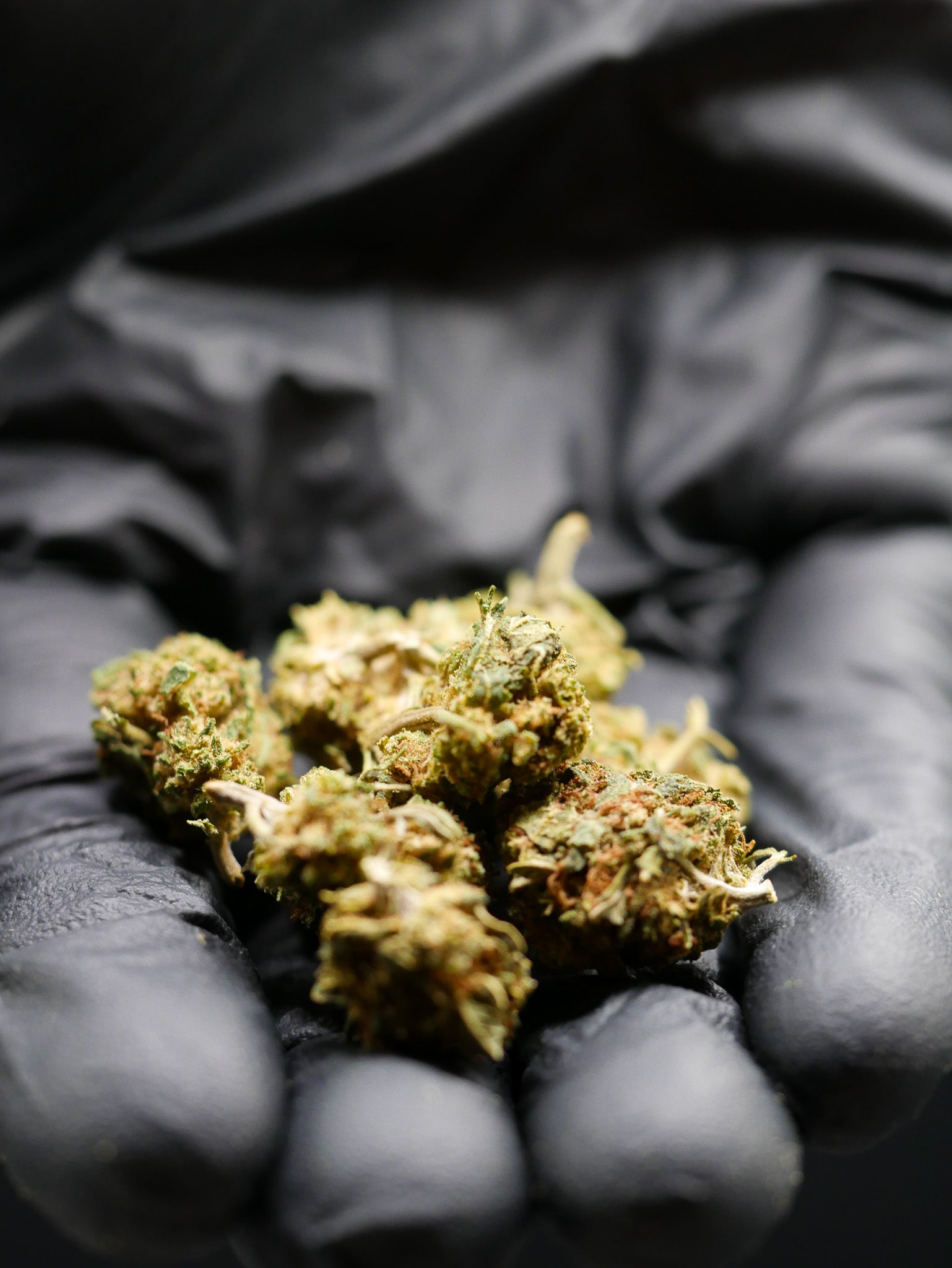 Z kittles Bx (Fleur Outdoor)