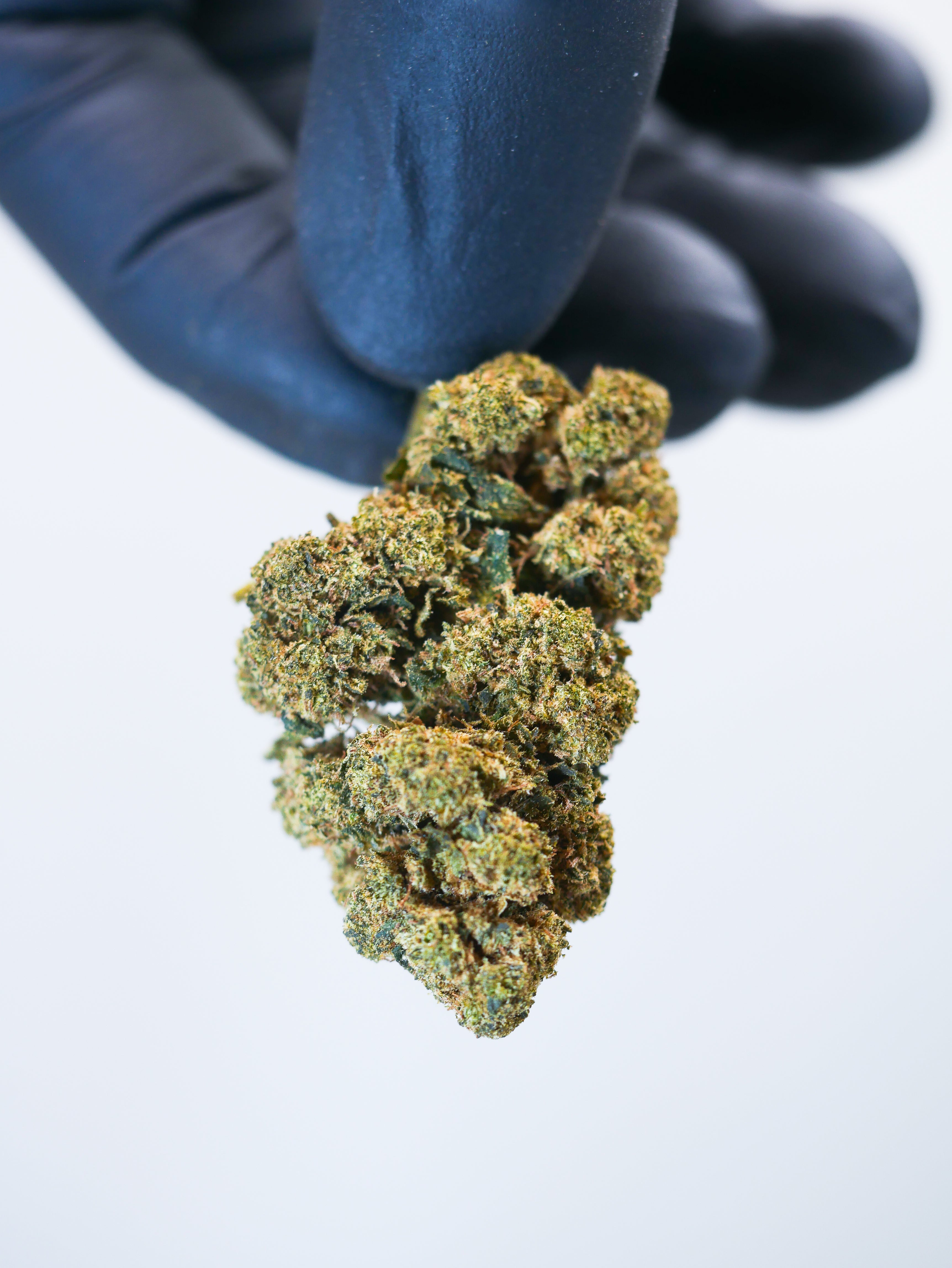Orange Bud 40 % ( indoor)