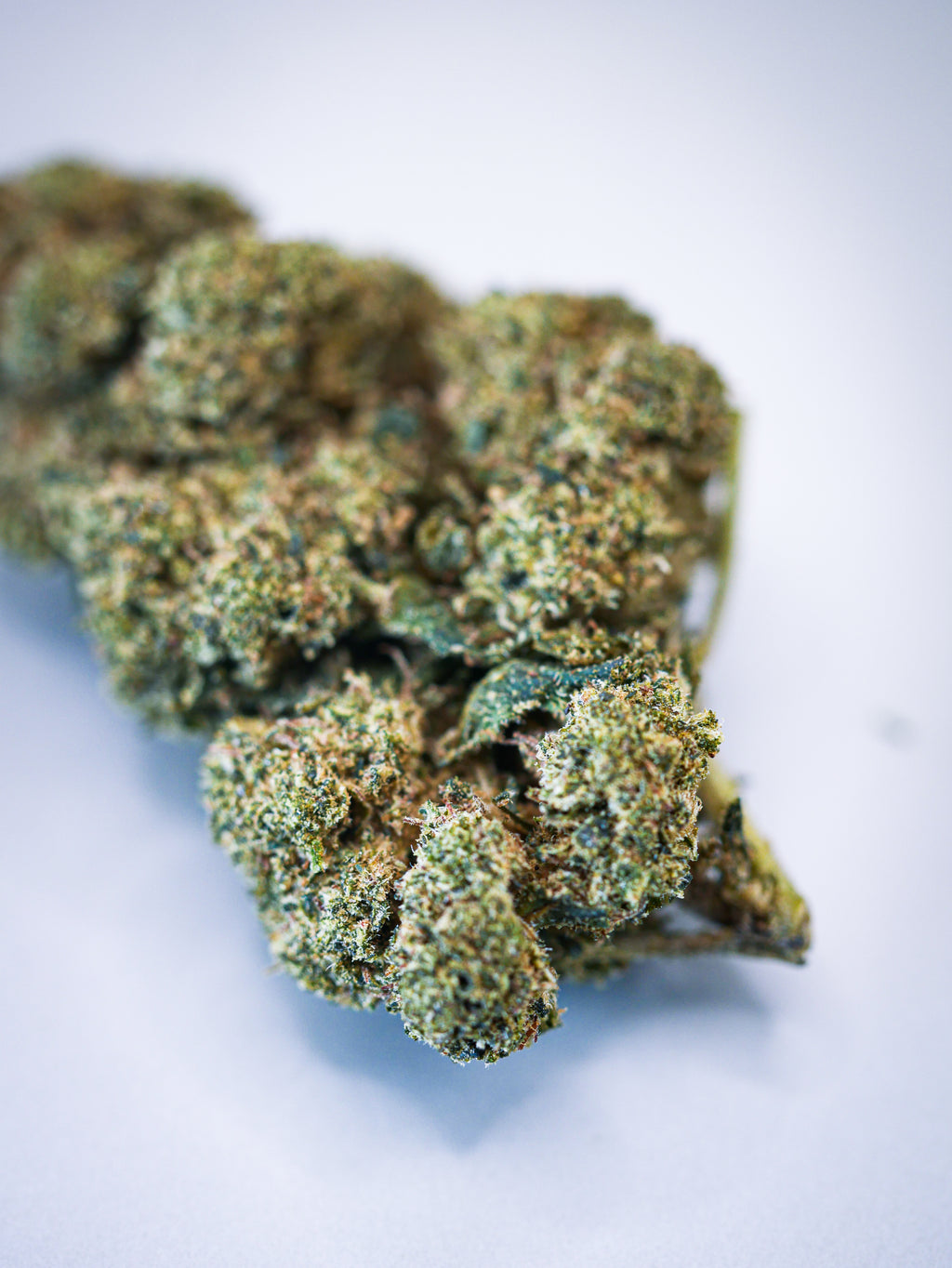 Orange Bud 40 % ( indoor)